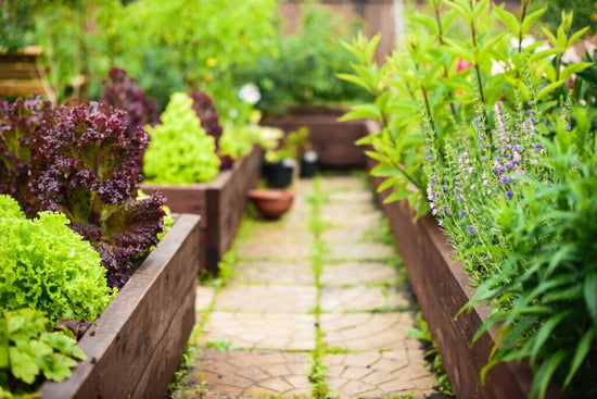 orderly raised garden beds