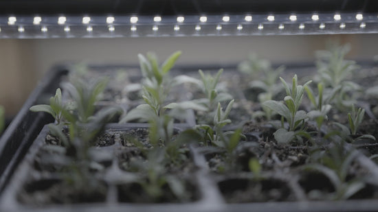 lavender seeds sprouting in trays