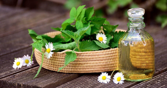 medicinal herbs with glass bottle