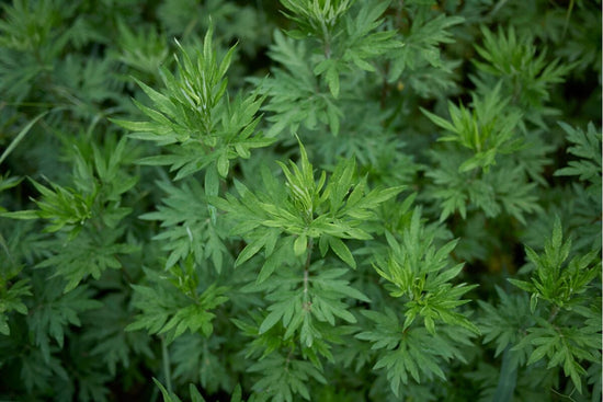 closeup of green mugwort leaves