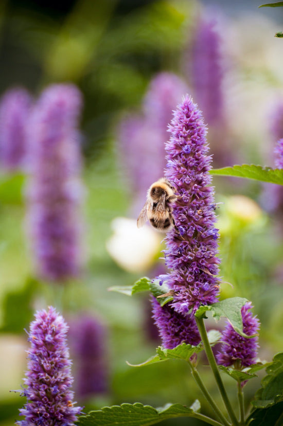 Purple Nettleleaf Horsemint with bee