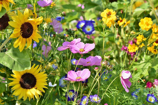 flowers growing in field