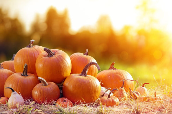 Pile of harvested orange pumpkins in field