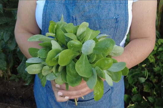 green purslane leaves gathered into bouquet