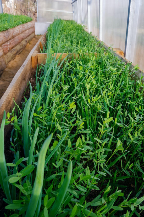 oats and vetch growing in raised garden