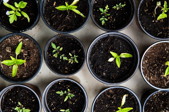 seedlings growing indoors