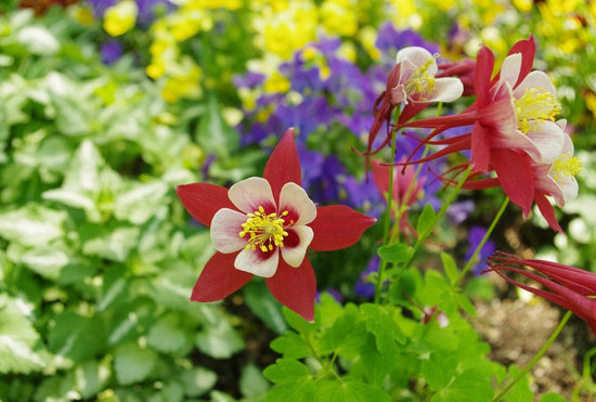 Red columbine flowers growing in shade