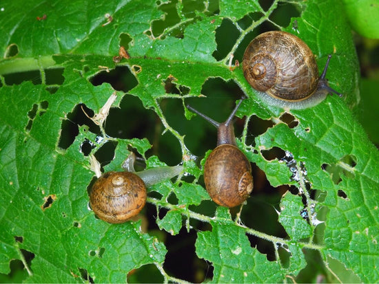 snails eating leaf in garden