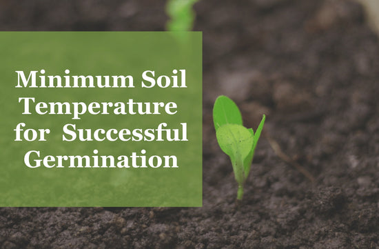 seedling sprouting word overlay minimum soil temperature for successful germination