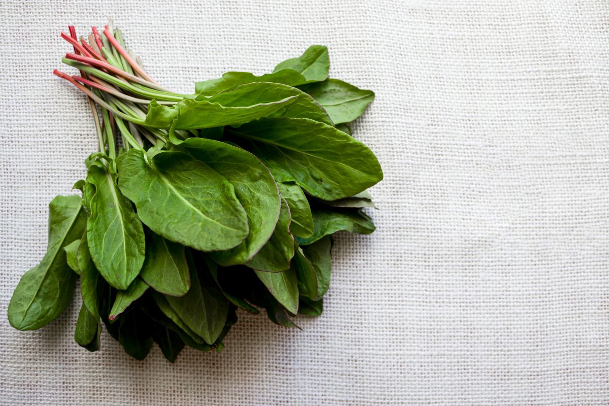 harvested sorrel greens on cloth
