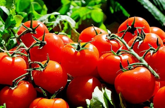 harvest of red tomatoes