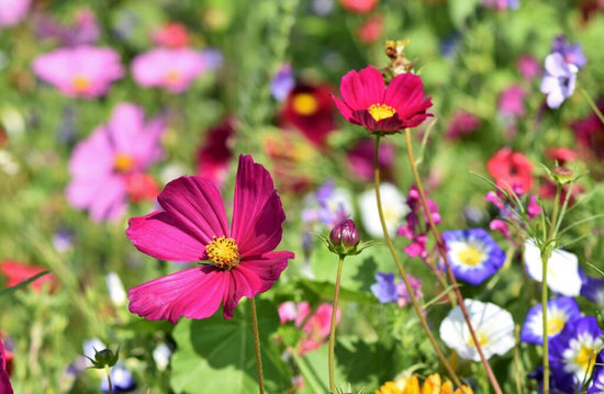 flowers growing in part shade