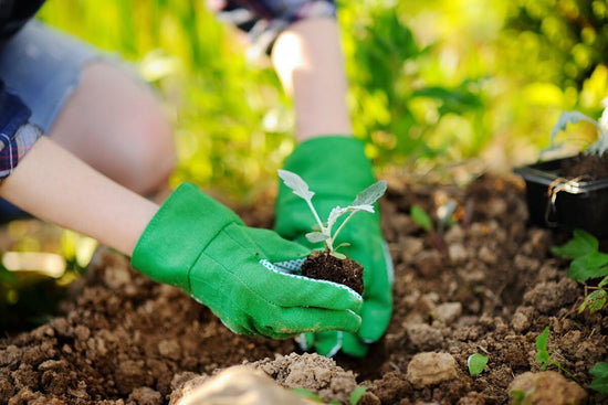 hands in green garden gloves holding seedling in garden