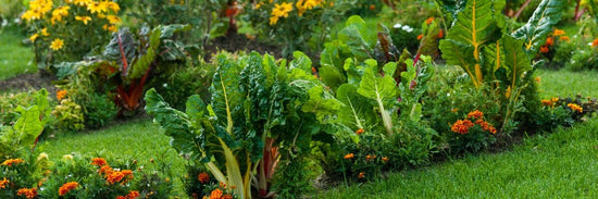 spring garden of kale and flowers