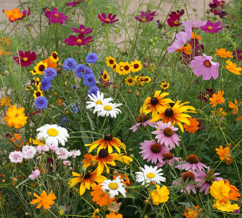 Popular Wildflowers, Flowers, Wildflowers, Gardening