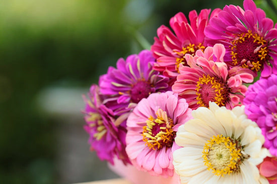 bouquet of colorful zinnia blooms