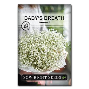 Baby's Breath Seed Propagation – Tips For Growing Baby's Breath From Seed