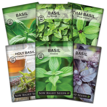 Learn How to Grow Holy Basil and Make a Beneficial Tea Sow Right