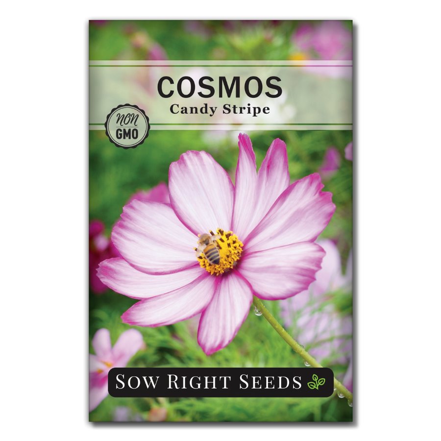 Candy Stripe Cosmos