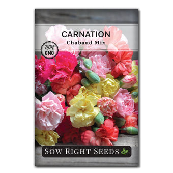 Mixed Hardy Carnation Plant