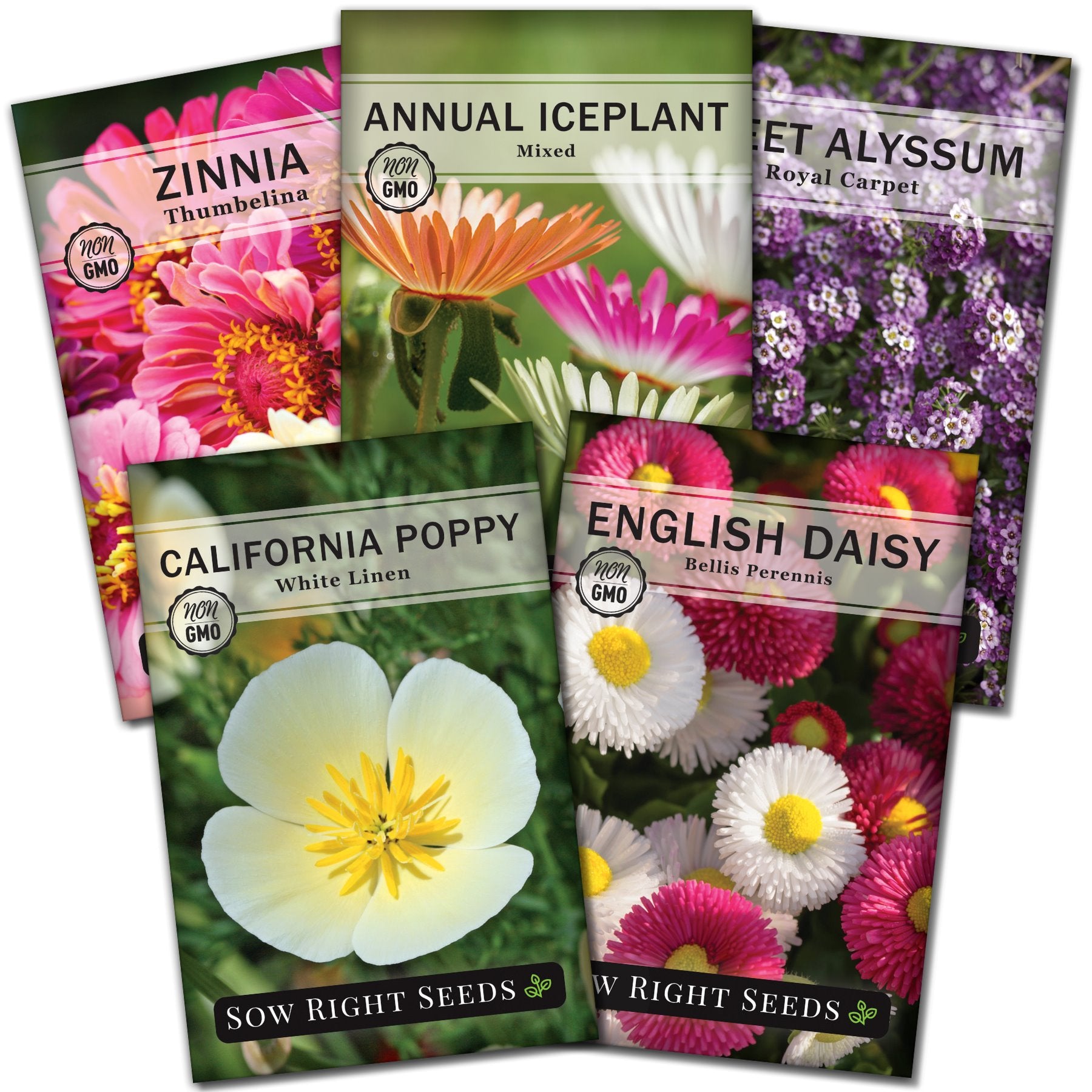 Dwarf Flower Seed Collection for Planting a Beautiful Home Garden – Sow ...