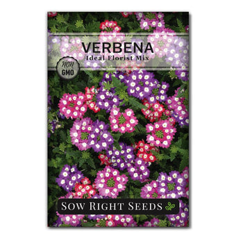 verbena rose root rot