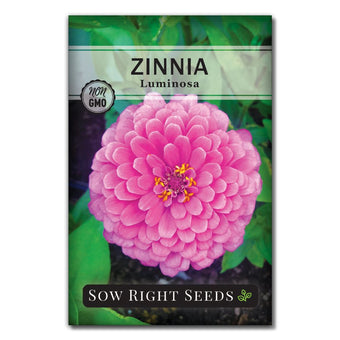 8 Easy Flowers to Grow from Seed in 2023