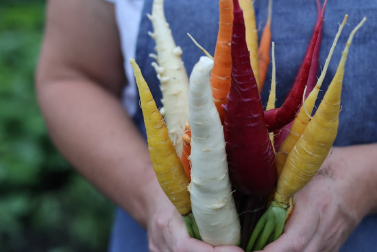 harvested purple, white, yellow carrots