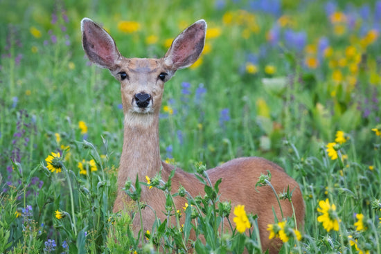 deer in flower field