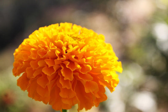 close up of marigold bloom