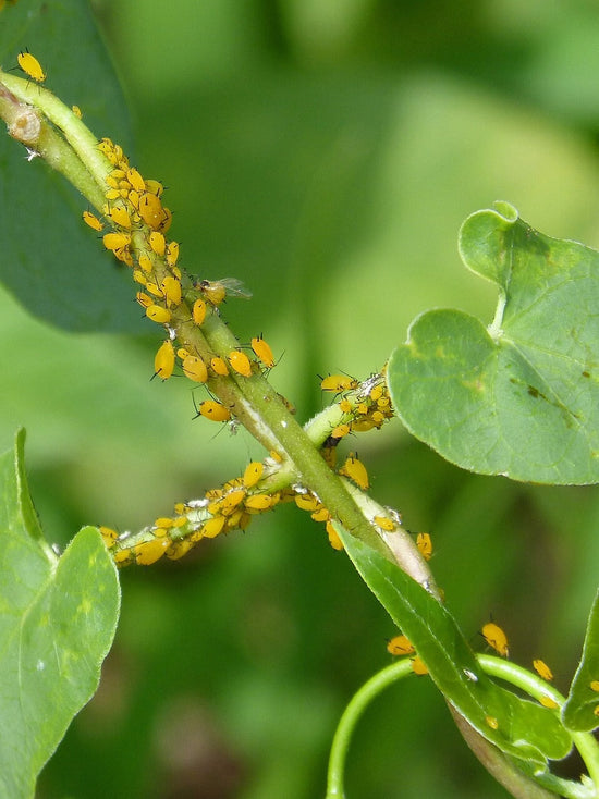 orange aphids on green leaves