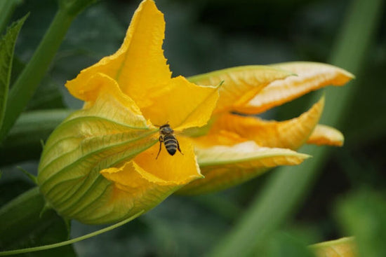 Squash blossom with insect landing on petals