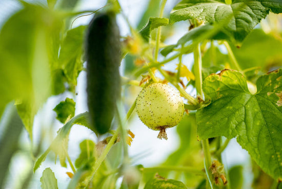 2 varieties of cucumbers on vine