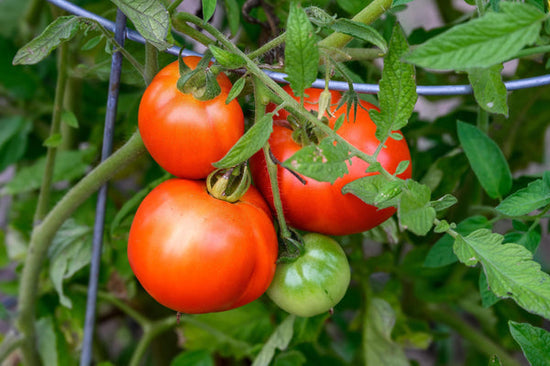 heirloom tomatoes growing on trellis
