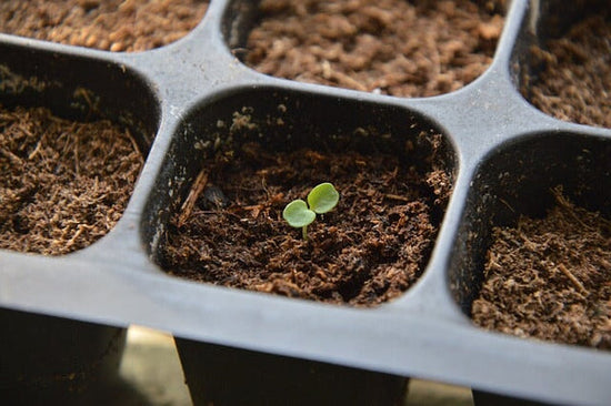 starting seeds indoors