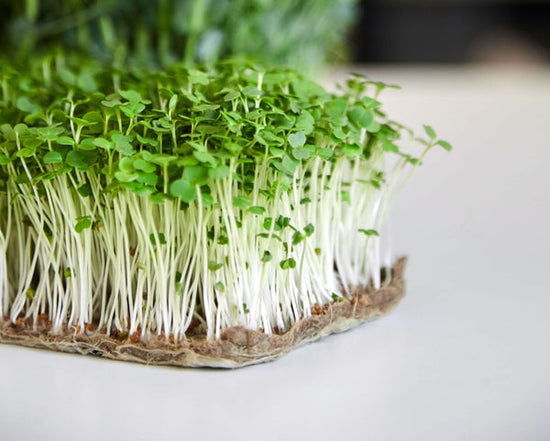 arugula microgreens growing