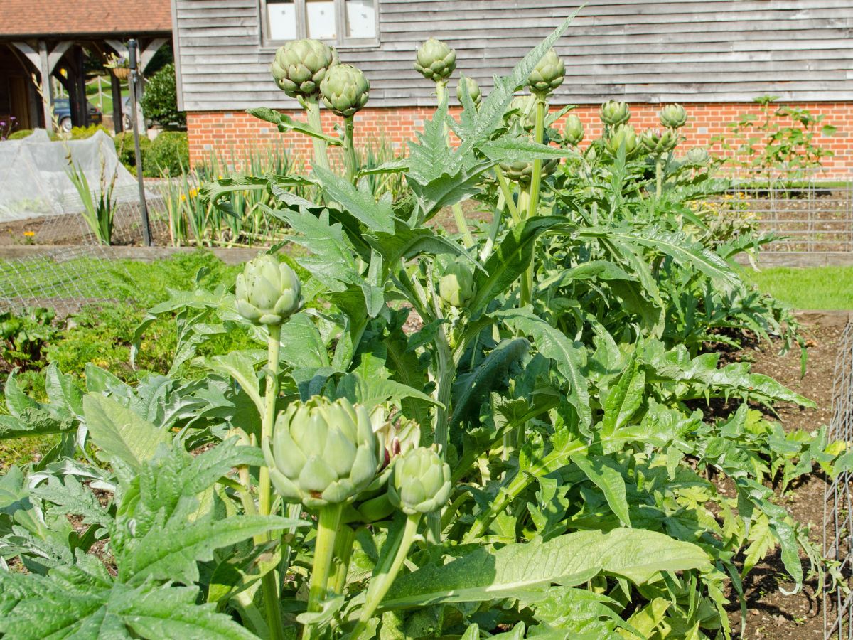 How to Successfully Grow Artichokes From Seed As Annuals or Perennials