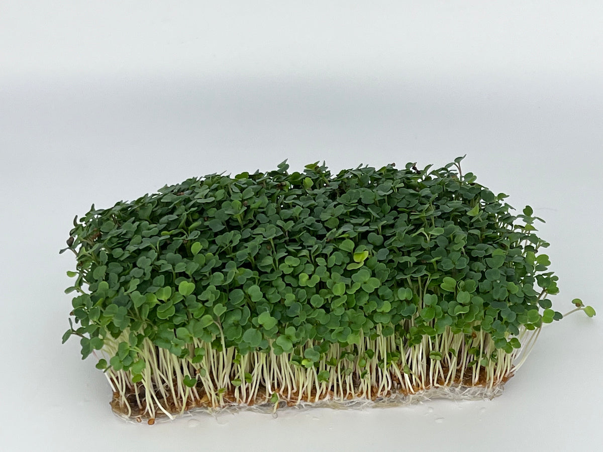 How to Grow Cress Microgreens Fast and Easy 