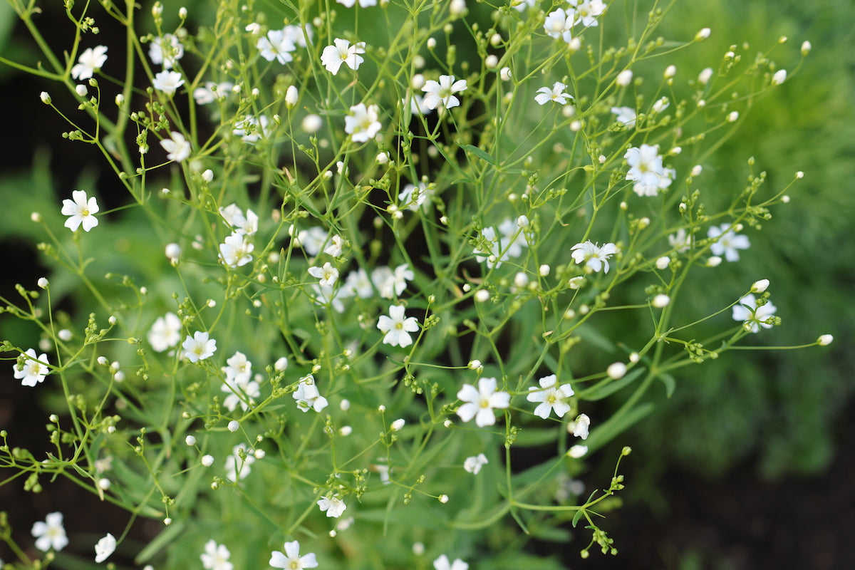 Gypsophila - plant with small white flowers, used for floral