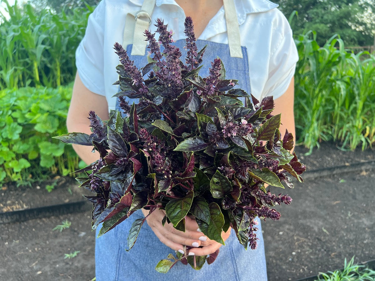 Basil Varieties Exploring the Different Types to Grow in Your