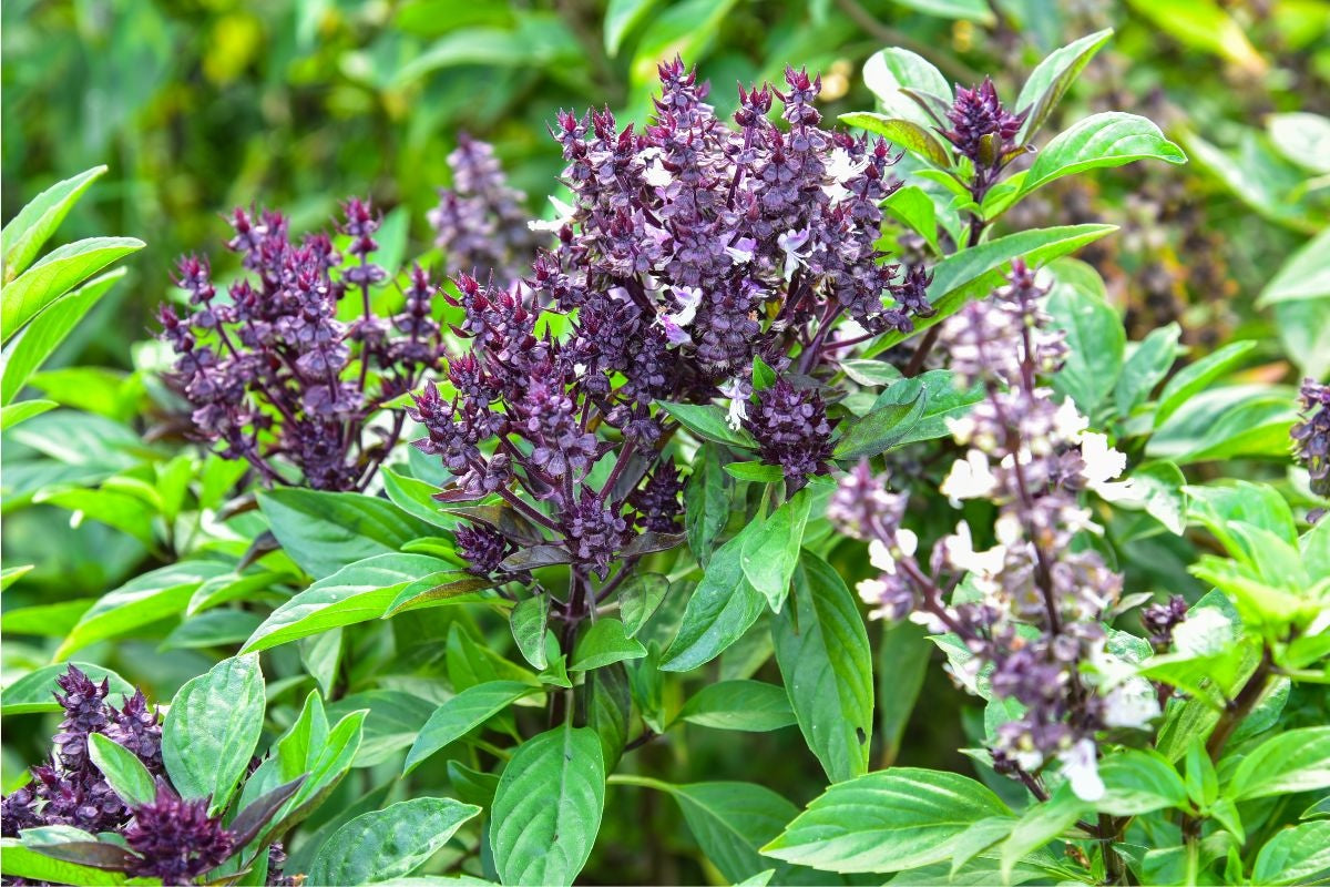 Basil Varieties Exploring the Different Types to Grow in Your