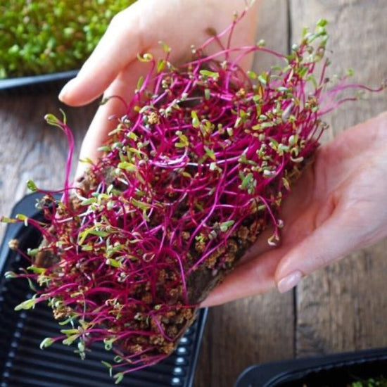 beet microgreens in hands