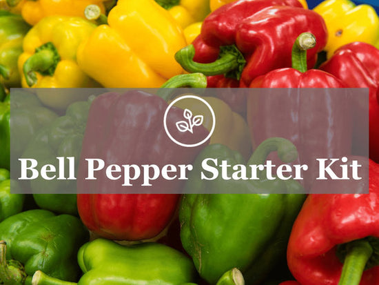 The home gardener's guide to sweet bell pepper colors and flavors