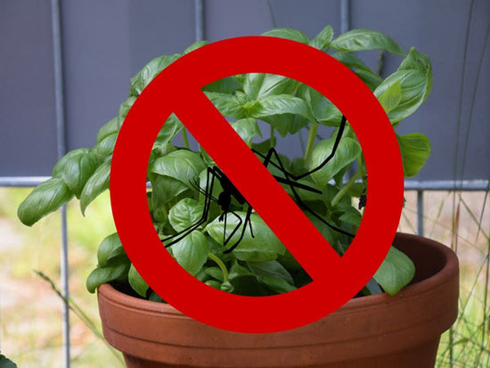 Basil with no mosquitoes sign