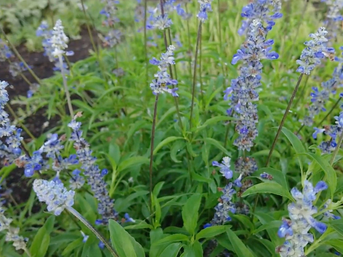 Growing Mealycup Blue Sage (Salvia farinacea) for Beauty and