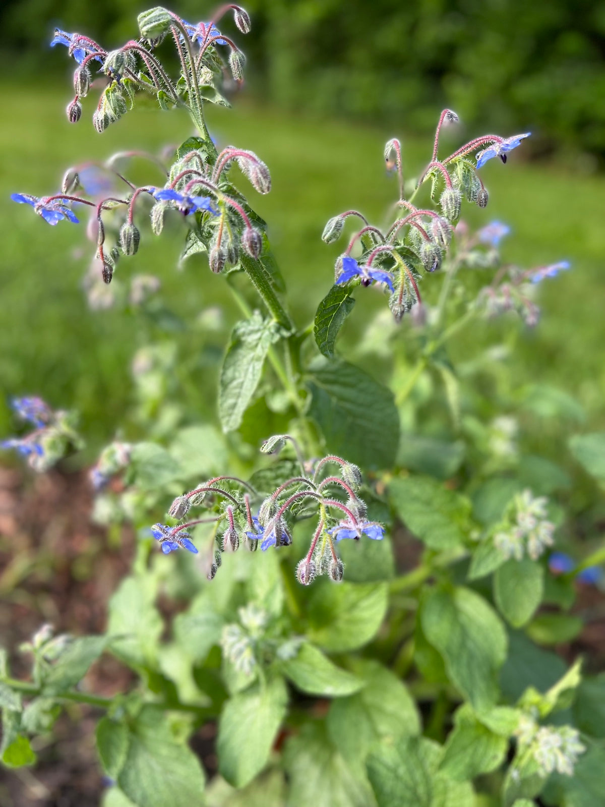 borage companion plant