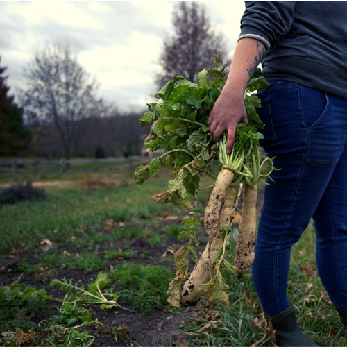 Person holding large daikon radishes outdoors