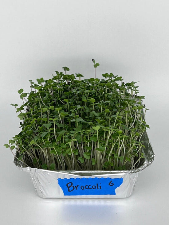broccoli microgreens growing
