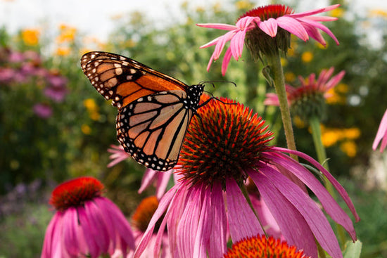 peacock butterfly in garden