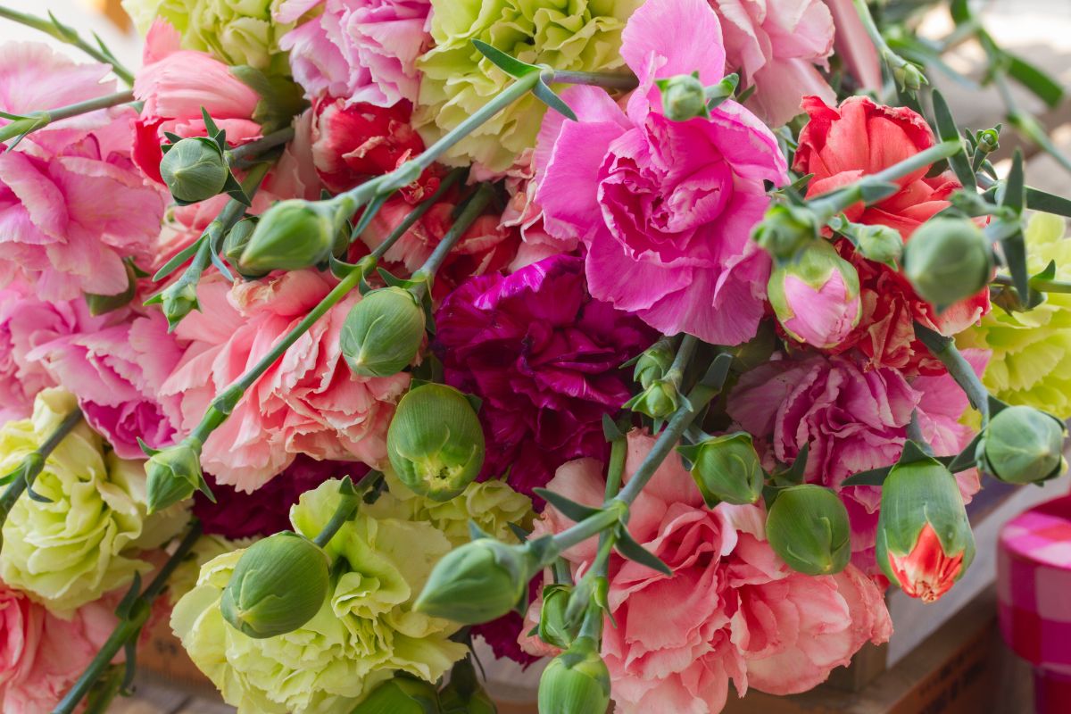 How to Grow Long-Lasting, Forever Popular, Heirloom Carnations ...